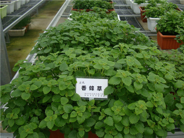 陝西博觀農業-有機肥，育苗基質案例展示