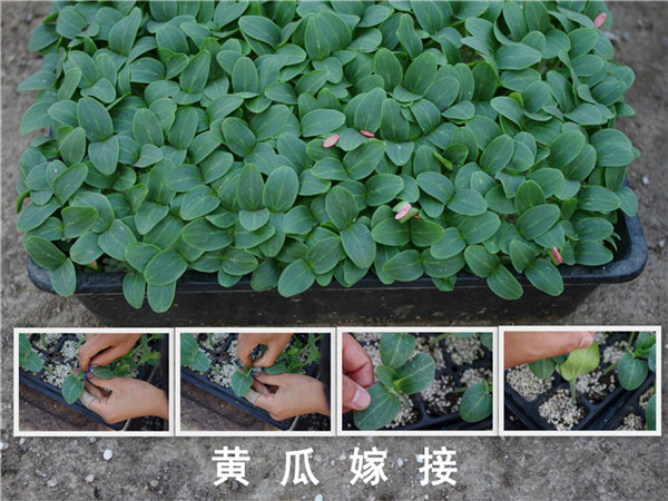 陝西博觀農業-有機肥，育苗基質案例展示